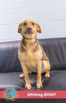 Whimsy -  German Shepherd Dog Dog for Adoption in Mobile, Alabama - Whimsy | PetCurious