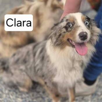 Clara -  Australian Shepherd Dog for Adoption in Dover, Arkansas - Clara | PetCurious