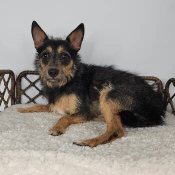 Butters -  Mixed Breed Dog for Adoption in Fort Wayne, Indiana - Butters | PetCurious