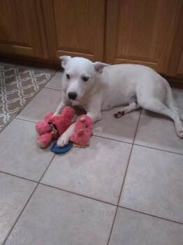Rosalie -  Great Pyrenees and Cattle Dog Dog for Adoption in Irwin, Pennsylvania - Rosalie | PetCurious
