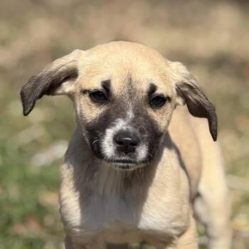 Schnauzer and Labrador Retriever Dogs Available for Adoption - Sauron | PetCurious