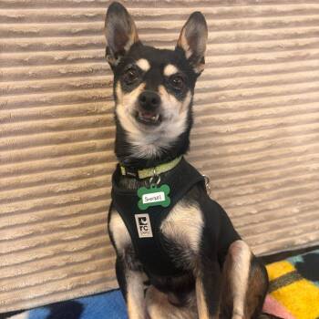 Snorkel 14388 -  Chihuahua Dog for Adoption in San Francisco, California - Snorkel 14388 | PetCurious