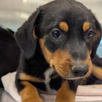 Pep -  Mixed Breed Dog for Adoption in Bentonville, Arkansas - Pep | PetCurious