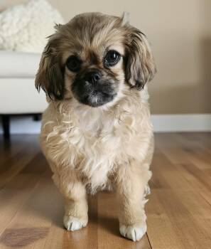 Shih Tzu and Pomeranian Dogs Available for Adoption - Alma | PetCurious