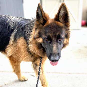 Busa -  German Shepherd Dog Dog for Adoption in Oakland, California - Busa | PetCurious