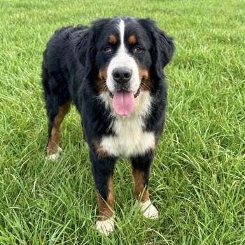 Bernese Mountain Dog Dogs Available for Adoption in Huntsville, Alabama - Bernice | PetCurious