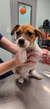 Garnet -  Terrier Dog for Adoption in Athens, Tennessee - Garnet | PetCurious