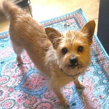 Cairn Terrier Dogs Available for Adoption in Las Vegas, Nevada - Trixie | PetCurious