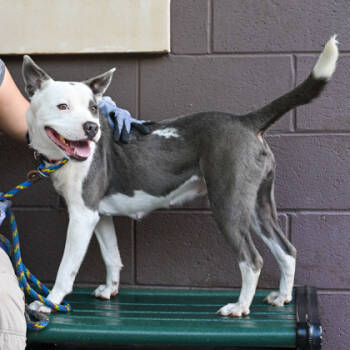 Rescue Mixed Breed Dogs for Adoption in Atlanta, Georgia - Prem | PetCurious