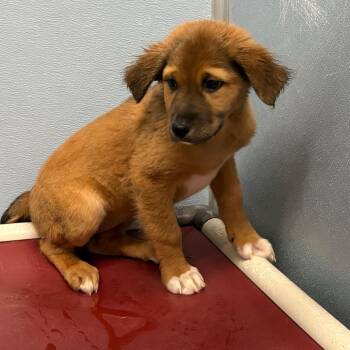 Lariat -  Australian Shepherd and Mixed Breed Dog for Adoption in Detroit Lakes, Minnesota - Lariat | PetCurious