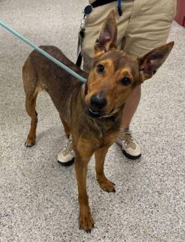 Jar Jar Binks -  Shepherd and Mixed Breed Dog Available for Adoption in Kansas City, Missouri - Jar Jar Binks | PetCurious