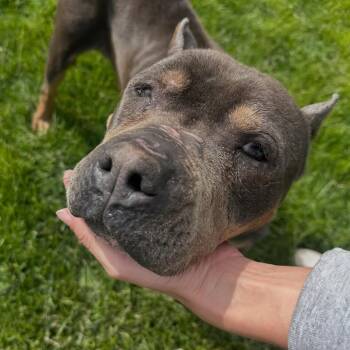 Staffordshire Bull Terrier Dogs Available for Adoption in Detroit, Michigan - Doris | PetCurious