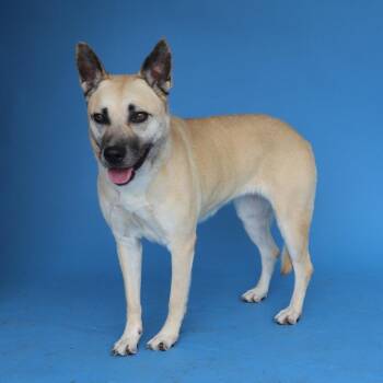 Shepherd and Terrier Dogs Available for Adoption in Pasadena, California - DORA | PetCurious