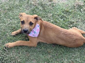 Mocha -  Shepherd and Hound Dog for Adoption in Carrollton, Virginia - Mocha | PetCurious