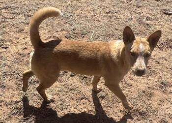 Kian -  Terrier and Australian Cattle Dog Blue Heeler Dog for Adoption in Chinle, Arizona - Kian | PetCurious