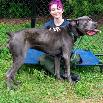Sand Castle -  Mixed Breed Dog for Adoption in Chamblee, Georgia - Sand Castle | PetCurious
