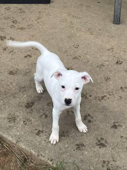 Rescue Mixed Breed Dogs for Adoption in Salisbury, Maryland - Miranda Bailey | PetCurious