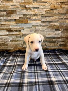 Cobalt -  Pit Bull Terrier Dog for Adoption in Fort Wayne, Indiana - Cobalt | PetCurious