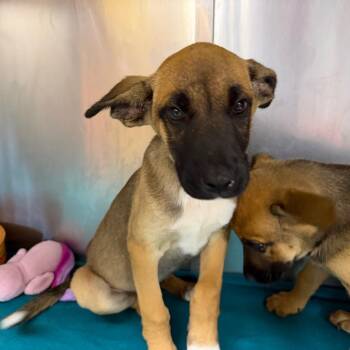 Elizabeth Bennet -  Shepherd and Mixed Breed Dog for Adoption in Parkersburg, West Virginia - Elizabeth Bennet | PetCurious