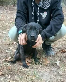 Corndog -  Black Labrador Retriever Dog for Adoption in Bauxite, Arkansas - Corndog | PetCurious