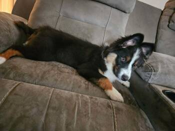 Australian Shepherd and Border Collie Dogs Available for Adoption in Paso Robles, California - Bindi | PetCurious