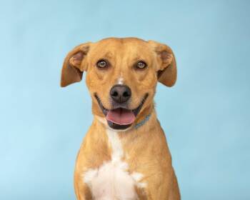 Retriever Dogs Available for Adoption in Pasadena, California - QUINCY | PetCurious