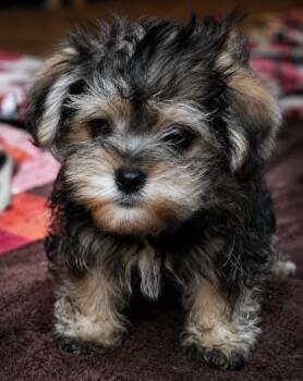 Gabe -  Morkie Dog for Adoption in Batesville, Arkansas - Gabe | PetCurious