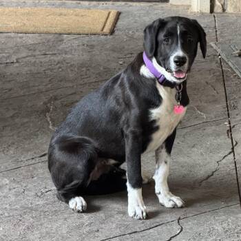 Border Collie and Hound Dogs Available for Adoption - Axle | PetCurious