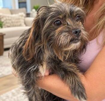 Apple -  Maltese and Yorkshire Terrier Dog for Adoption in Tifton, Georgia - Apple | PetCurious