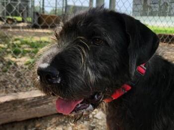 Mixed Breed Dogs Available for Adoption in Georgetown, Texas - Scruff | PetCurious