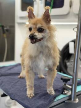 BRODIE -  Pomeranian Dog for Adoption in Hagerstown, Maryland - BRODIE | PetCurious