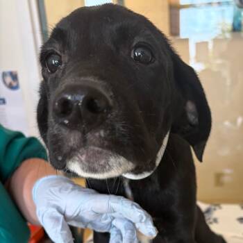 Rick -  Labrador Retriever and Mixed Breed Dog for Adoption in Nashville, Tennessee - Rick | PetCurious