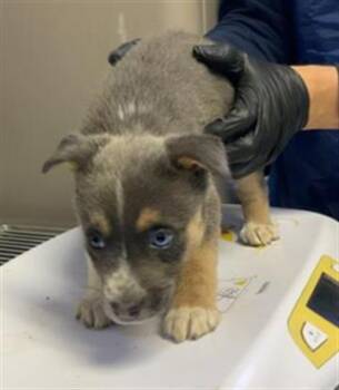 Husky and Mixed Breed Dogs Available for Adoption in Visalia, California - A253257 | PetCurious