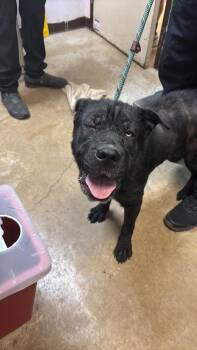 Football -  Chow Chow Dog for Adoption in New Braunfels, Texas - Football | PetCurious