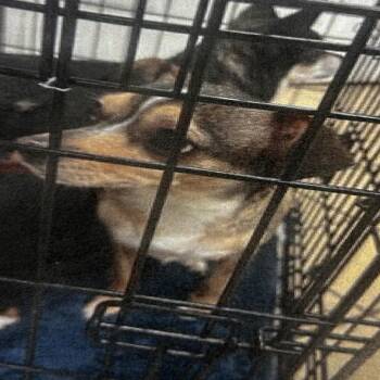 Katniss -  Chihuahua and Mixed Breed Dog for Adoption in Jupiter, Florida - Katniss | PetCurious