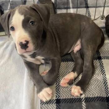 Rocky -  Terrier and Mixed Breed Dog for Adoption in Elk Grove Village, Illinois - Rocky | PetCurious