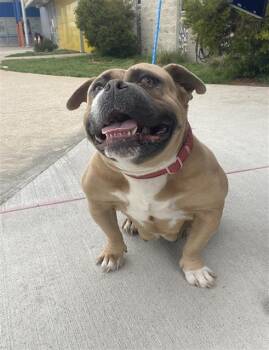 Mixed Breed Dogs Available for Adoption - COOKIE | PetCurious