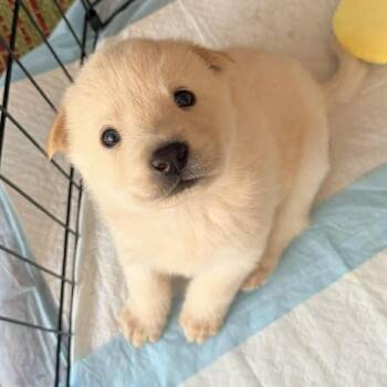 Husky and Chow Chow Dogs Available for Adoption - Delta | PetCurious