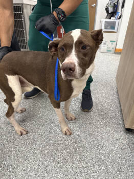 Rescue Pit Bull Terrier Dogs for Adoption in Brewster, New York - Charlotte | PetCurious