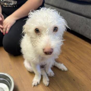 Banjo C-34104 -  Mixed Breed Dog for Adoption in Oklahoma City, Oklahoma - Banjo C-34104 | PetCurious