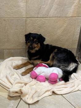 Rescue Mixed Breed Dogs for Adoption in Honolulu, Hawaii - Lady | PetCurious