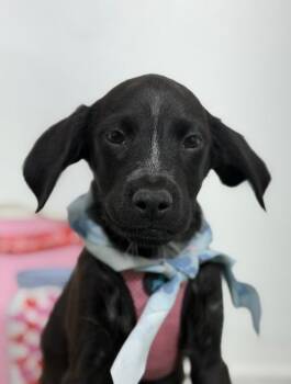 Dulce-One of our Amazing Rescue Dogs -  Black Labrador Retriever and Mixed Breed Dog for Adoption in Carlsbad, California - Dulce-One Of Our Amazing Rescue Dogs | PetCurious