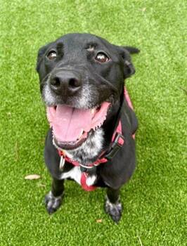 TODD -  Mixed Breed Dog for Adoption in Jacksonville, Florida - TODD | PetCurious