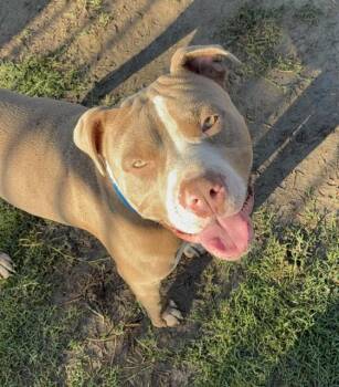 IRON MIKE -  Pit Bull Terrier Dog for Adoption in Riverside, California - IRON MIKE | PetCurious