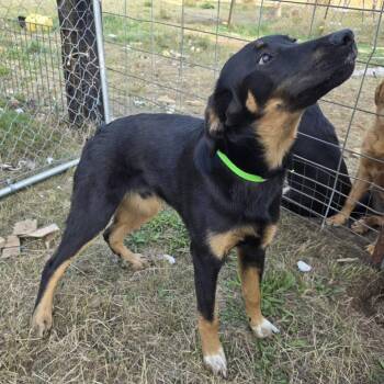Green -  Black Labrador Retriever Dog for Adoption in Oakville, Washington - Green | PetCurious