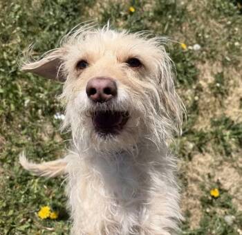 Terrier Dogs Available for Adoption in Golden, Colorado - Fitz | PetCurious