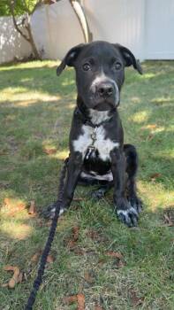 Lushie -  Mixed Breed Dog for Adoption in Lindenhurst, New York - Lushie | PetCurious