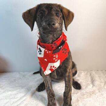 Ollie -  Mixed Breed Dog for Adoption in Johnson City, Tennessee - Ollie | PetCurious