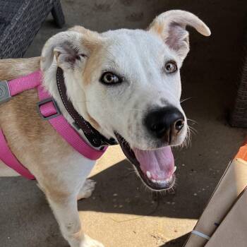 Rescue Mixed Breed Dogs for Adoption in Huntington, New York - Icarus | PetCurious