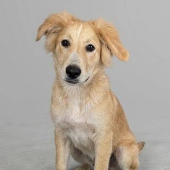 **AUSTIN** -  Golden Retriever and Labrador Retriever Dog for Adoption in North Prairie, Wisconsin - **AUSTIN** | PetCurious